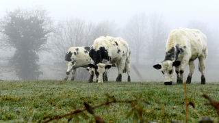 « Les vaches se portent très bien en extérieur l'hiver. Nous n'avons eu aucun problème parasitaire », rapporte Julien Fortin, responsable de la ferme expérimentale de Thorigné d'Anjou. « Les vaches se portent très bien en extérieur l'hiver. Nous n'avons eu aucun problème parasitaire », rapporte Julien Fortin, responsable de la ferme expérimentale de Thorigné d'Anjou.